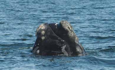 7 Sponsored Whale Update Marianna Hagbloom As curators of the right whale photo-id catalog for the entire North Atlantic, we process as many as 4,200 photographed sightings per year.