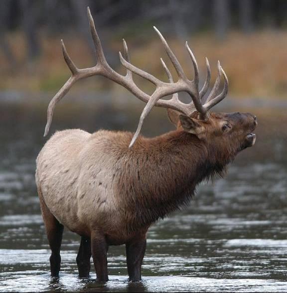 Along with information being collected on elk habitat selection and wolf pack movements, data is being gathered on the forage quality of habitats that elk select.