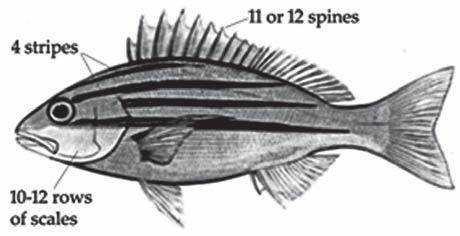 BARMAN et al.: On the identity of Blue Striped Snappers...of India 179 dorsal fin spine. Preopercle/cheek with 10-12 rows of scales (counted from eye to angle of preopercle).