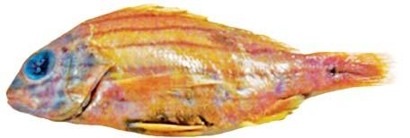 BARMAN et al.: On the identity of Blue Striped Snappers...of India 181 obliquely above lateral line. Generally bright yellow, including fins, with a series of blue stripes on the side.
