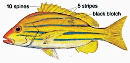 Body with 5 blue stripes on sides (6 stripes at times), upper 3 stripes extend to base of dorsal fin and fourth and fifth stripes extend to base of caudal fin. Fins yellowish. L.