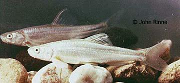 WOUNDFIN Plagopterus argentissimus Minnow Family (Cyprinidae) John Rinne/Desert Fshes Council Description: A small (maximum length of 7.5 cm [3.0 in.