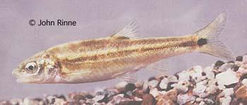 MOAPA DACE Moapa coriacea Minnow Family (Cyprinidae) John Rinne/Desert Fshes Council Description: A small (maximum length of 12 cm [4.7 in.]) fish with a short head, a terminal mouth, and thick lips.