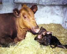 7.Keep the cow with the calf in calving pen