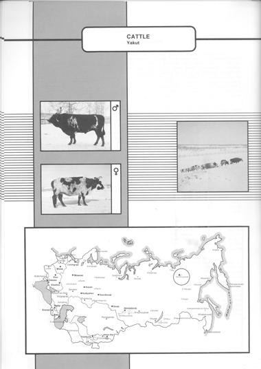 92 YAKUT (Yakutskii skot) The local Yakut cattle are a branch of the Siberian.
