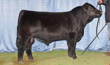 Black Balancers, Gelbvieh, SimAngus, Fusion and Angus Bulls 13 BD: 1/18/18 Reg: 1428947 FHG 047F Black Polled 7/8 GV 1/8 AN DISPOSITION H Sire: Flying H Grand Slam 128D ET H MGS: Flying H Direct Hit