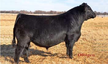 Black Balancers, Gelbvieh, SimAngus, Fusion and Angus Bulls 40 BD: 2/13/18 Reg: 1430186 FHG 439F DISPOSITION Sire: Twin Oak 10X 476C ET MGS: Carolina Fortune 2564JET Cow ID: Flying H Fortune 2S