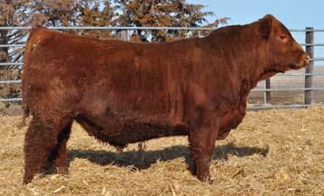 Red Purebred, Balancers, SimAngus, Fusion and Red Angus Bulls Here is the RED version of breeds complementing and utilizing heterosis.
