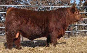 Red Purebred, Balancers, SimAngus, Fusion and Red Angus Bulls 106 BD: 1/15/18 Reg: 3487882 FHG 028F Red Homo.
