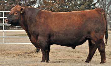 Red Purebred, Balancers, SimAngus, Fusion and Red Angus Bulls 112 BD: 2/24/18 Reg: 1415294 FHG 296F Red Polled 1/4 GV 3/4 AR DISPOSITION Flying H Statement 296F Sire: Pelton Statement 225W H MGS: Red