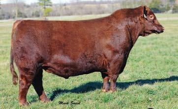 Red Purebred, Balancers, SimAngus, Fusion and Red Angus Bulls 119 BD: 1/20/18 Reg: 3876809 FHG 066F Red Homo.