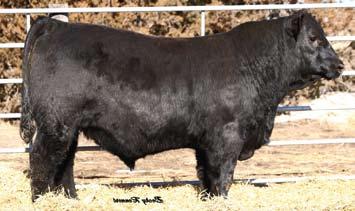 Black Balancers, Gelbvieh, SimAngus, TM Fusion TM and Angus Bulls Welcome to one of the best selections of industry relevant genetics you can find.