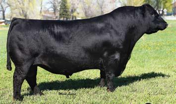 Black Balancers, Gelbvieh, SimAngus, TM Fusion TM and Angus Bulls Lot 4 4 BD: 1/16/18 Reg: 1415894 FHG 030F DISPOSITION H Sire: Basin Payweight 1682 H MGS: Ideal Legacy 56R Cow ID: Flying H Ms Ideal