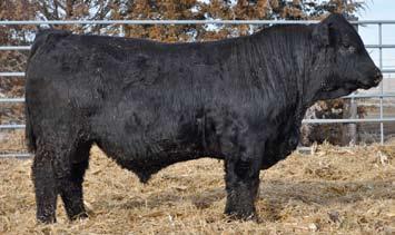 1 5 BD: 1/24/18 Reg: 1415906 FHG 106F DISPOSITION H Sire: Basin Payweight 1682 MGS: Ideal Legacy 56R Cow ID: Flying H Ms Ideal 355Z Flying H 355Z/Payweight 106F ET H MATERNAL 39.2 13-0.