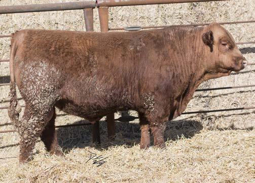 His mother is Donor cow of ours that was purchased as an embryo package from CT red Angus in Montana. This DAM mother with CT-MISS PAN 0760.