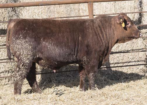 LUCHT VERDALE R06 176 51-1.4 65 25 12 88 662 9/11/18 56% 9% 49% 19% 40% 54% This bull is out of a great cow from Gill Red Angus in South Dakota.