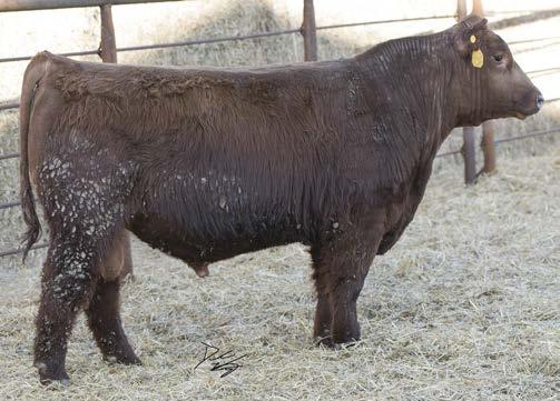 890 comes in the sale as one of the heaviest bulls in the group with a March 2nd Birthday!