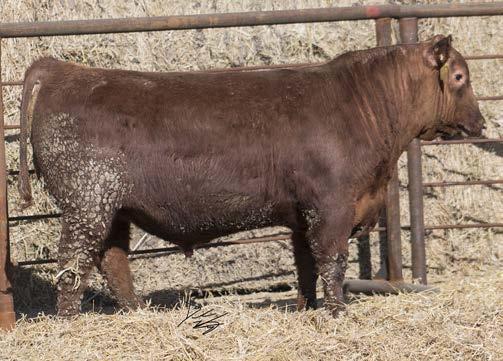 Another full packaged bull out of a program that has been in the Red Angus breed for decades.