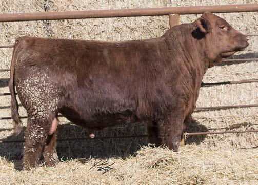 His mother is out of Bieber Federalist a very popular sire in the Red Angus Breed. This bull has really came on in the last 60 days. He will be a great asset to any herd.
