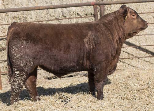 Top 20% in the breed for HerdBuilder and GridMaster. This bull Finished top 10% in the Bull Test. His mother is one of my top favorite cows in the herd. Very solid on her feet and deep throughout.