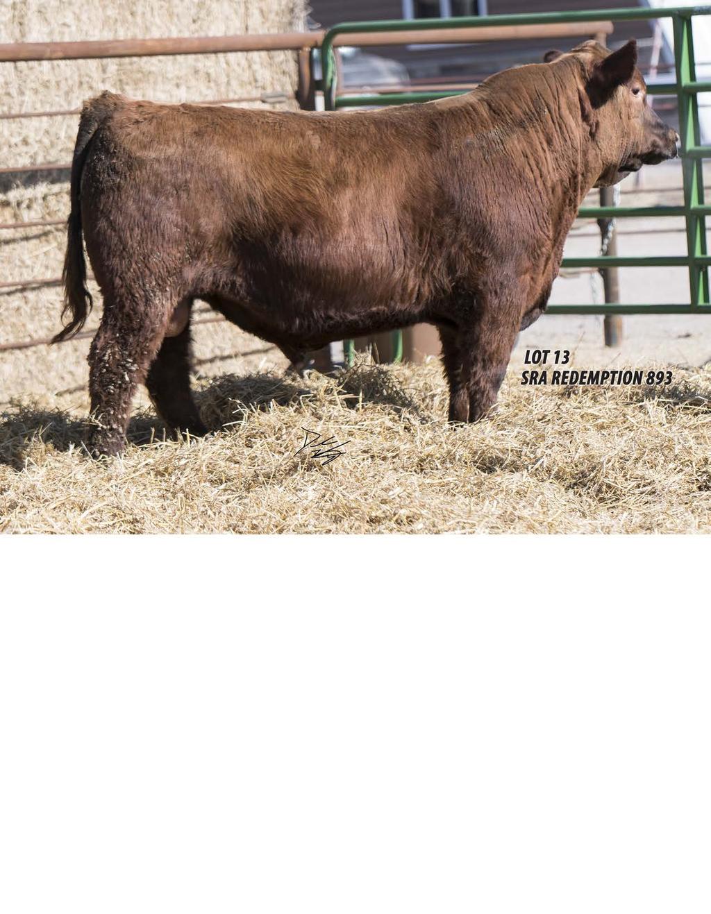 Welcome,THANK YOU! for your interest in the 2019 SRA Bull and Productions Sale. Our Passion for the Red Angus Breed continues to grow each year with results we are seeing in our program.