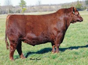 Herd Sires A LOOK AT SOME OF THE BROWN JYJ REDEMPTION BROWN COMPLETE HerdBuilder KAW RAGNAR Producers