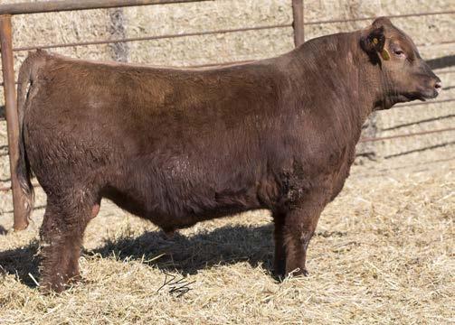 1 69 23 7 86 640 9/15/17 19% 14% 97% 7% 52% 97% TWO YEAR OLD BULL This bull has a defining front pasture phenotype. Big growthy frame on a powerfully strong structure to carry all kinds of capacity.