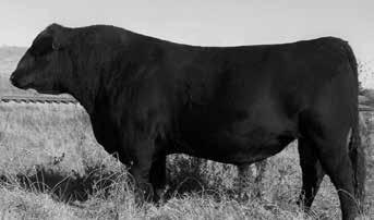 Frenzen Imaging C207 18375824 ~ 04/09/2015 Ref Sire Frenzen Additup Y12 - Materinal Grandfather to C207 -Big time calving ease -Progeny are smooth made, structurally correct and possess extra style