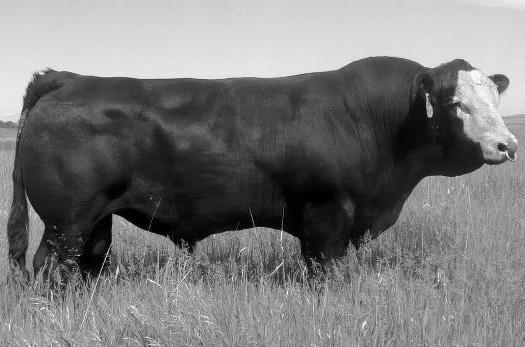 We recently have begun to offer a few Sim-Angus bulls to our customers to offer another heterosis option.