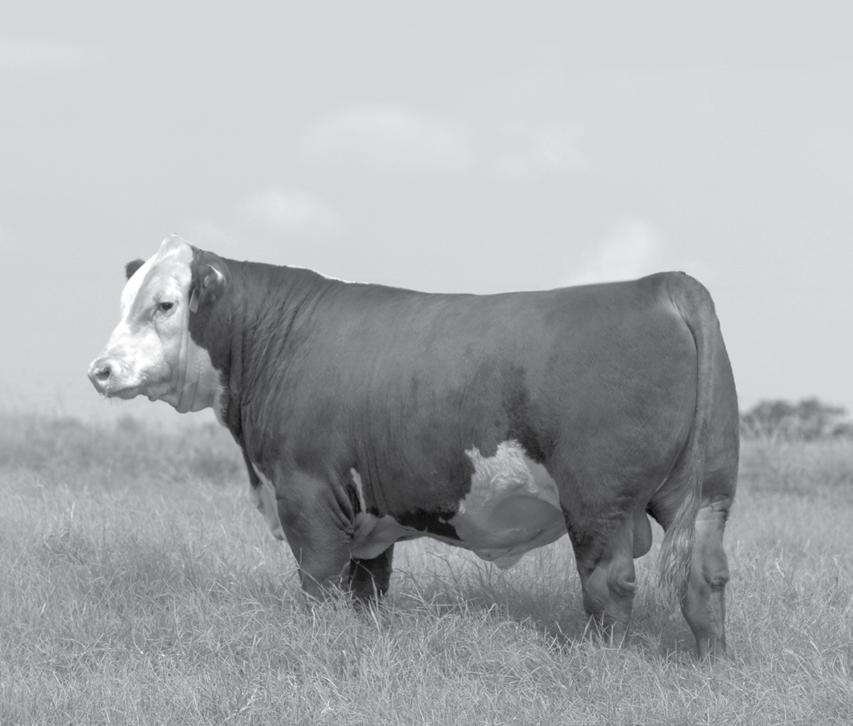 This bull jumps heifer value, not fences No doubt about it, Hereford-sired baldie heifers demand a higher selling