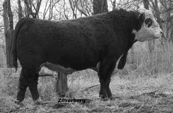 Frenzen Bar JZ Bruiser B30 43517083 ~ 02/27/2014 Ref Sire -High selling bull in our 2015 sale to Bar JZ Ranch in SD -Sires low to moderate birthweights, excellent growth, pigmentation, and structural
