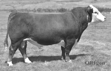 Churchill Red Bull 200Z 43281860 ~ 01/01/2012 Ref Sire -Multi-trait leader and one of the go-to sires in the industry for calving ease -Daughters in production are outstanding: small teat size and