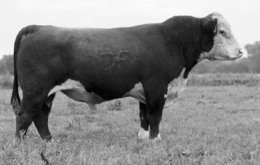 Frenzen Crown Royal C25 43619390 ~ 02/25/2015 Ref Sire -Sires light birth weights with adequate growth and in an eye appealing package -First daughter in production have very level udders with small