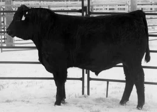 have made him one of the most popular bulls in the industry -A breed changer from a growth performance and body mass standpoint Ref Sire -Combines a unique pedigree with a breed leading, multi-trait