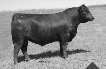 Connealy Arsenal 2174 17314528 ~ 01/25/2012 Ref Sire -A well balanced bull with tremendous growth -He is very clean fronted with a wide top and a deep flank -His sire is well known for making some