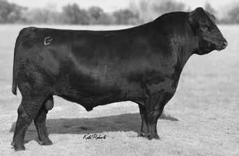 Baldridge 38 Special 18229487 ~ 01/13/2015 Ref Sire -Proven calving ease sire -Balanced and attractive offspring -Sires cattle with a strong top, great depth of