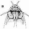 Kim, Park, Kim and Nalbant coll., 81.0 mm SL. B. Mouth of neotype. C. Suborbital spine of 90.3 mm SL specimen. D. Lamina circularis of a 91.2 mm SL specimen. E.