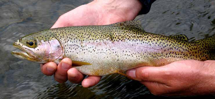 Additionally, brook buggers, will take the larger trout trout can be found in a few places generally near feeder creeks that support the species as can mountain whitefish.