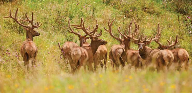 Hunting: Excellent hunting opportunities are found in southwestern Montana.
