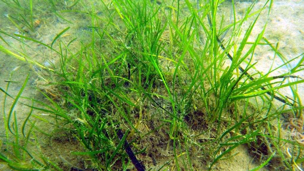 Fact file: Group: Distribution: Size: Habitat: Diet: Adaptations: Seagrass (Zostera Marina) Plants Wide and patchy distribution.
