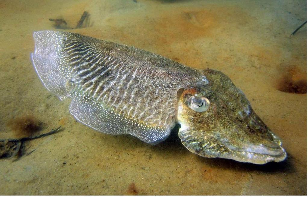 Fact file: Common Cuttlefish (Sepai officianalis) Group: Cephalopods Distribution: Wide distribution around the UK Size: Up to 45 cm long Habitat: Breeds in seagrass but found in wide range of
