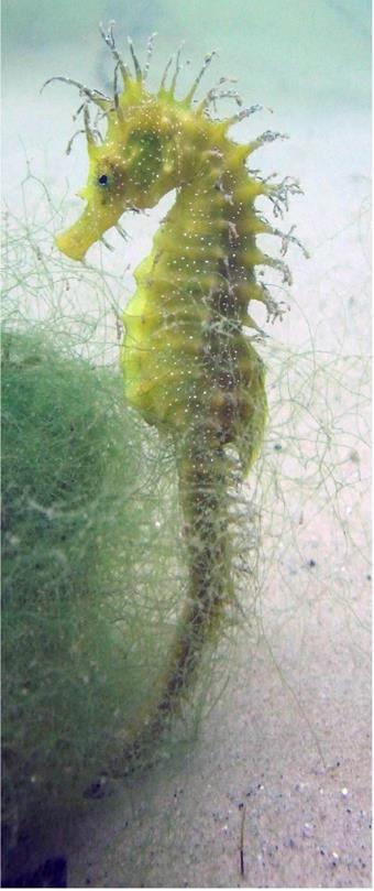 Fact file: Group: Distribution: Size: Spiny Seahorse (Hippocampus guttulatus) Fish. All around the coast of the UK. 15-20cm.