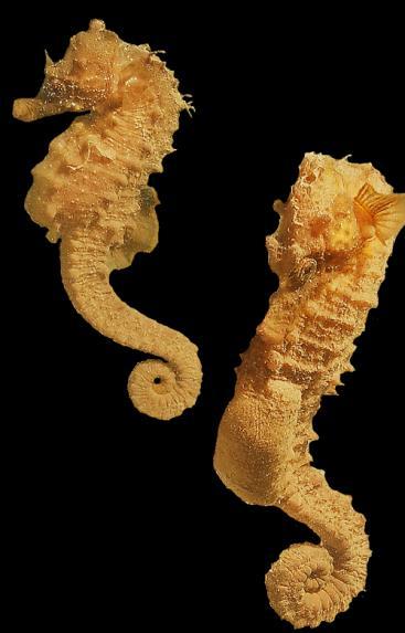 Fact file: Short Snouted Seahorse (Hippocampus hippocampus) Group: Fish. Distribution: All around the coast of the UK. Size: 15-17cm.