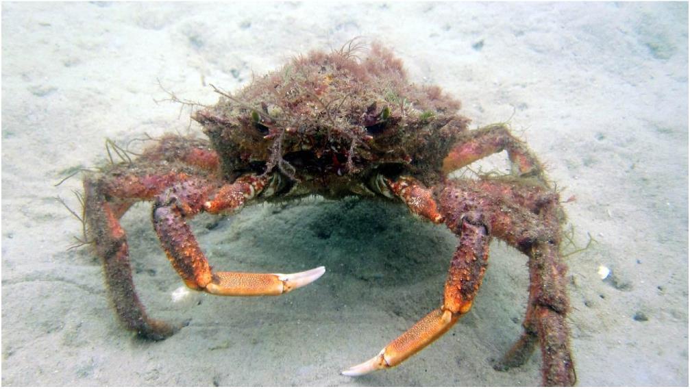 Fact file: Group: Distribution: Size: Habitat: Diet: Adaptations: Spider Crab (Maia squinado) Crustacea All around the coast of the UK.