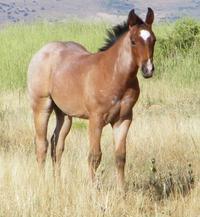 25 2009 Bay Roan Stallion by 2009 Gray Stallion by 27 Super Swanny Bell Born: 05/11/2009 Swanny H Dream Lane's Super Son Paris Cutter Rafter S San Leo Dream A Win Sable Lining Born: