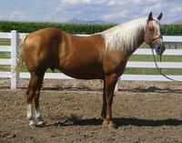 AGENT Here's a very stout palomino stallion that is anxious to be broke and rope steers. He's a smooth mover with speed, and will be versatile with lots of stop.