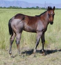 some. She should have a super nice colt with the cross of and Hollywood Dun It. She is bred to Dun It with a Twist.
