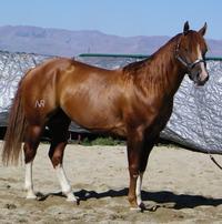 athletic. She has Little Peppy both top and bottom. She has chrome, style and unlimited potential. Take a close look at her pedigree; she is definitely a performance prospect.