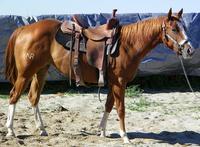With conformation, color, bone and unlimited ability, here is a real opportunity. If you like a classy roan, with a big hip, this is the one for you.