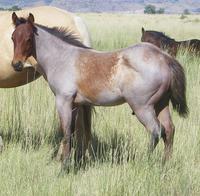 N Ann Born: 04/08/2010 Super Flash Ann Tricellia Ann This bay filly is sure to be an excellent performer. She will have lots of cow, stop and a great mind.
